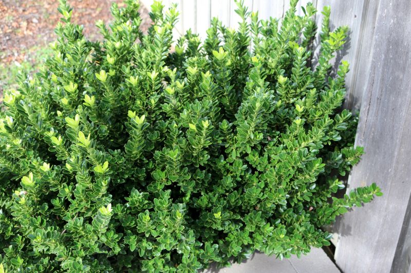 Boxwood Pruning