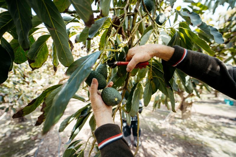Jacaranda Pruning