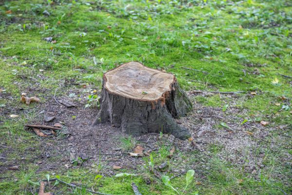 Bush Stump Removal in Camas