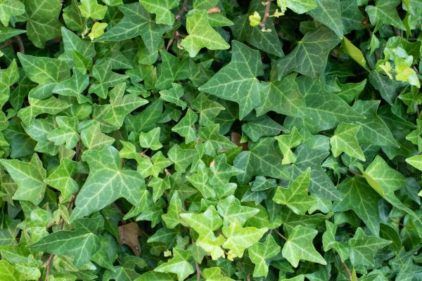 Cost of English Ivy Removal in Camas