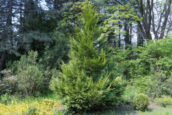 Cost of Juniper Pruning in Camas