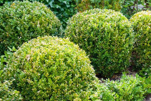 Cost of Landscape Trimming Service in Camas