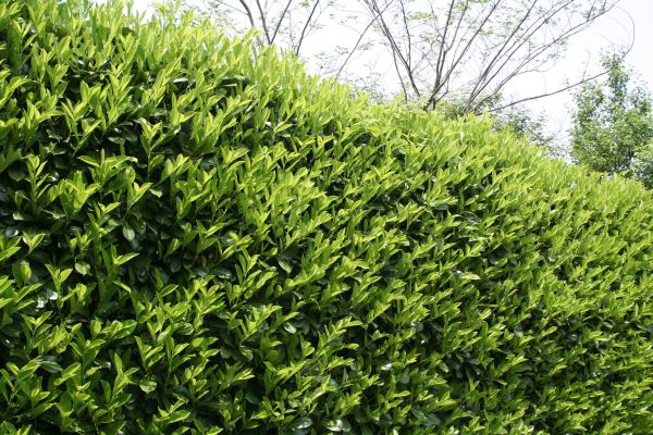 Cost of Laurel Removal in Camas