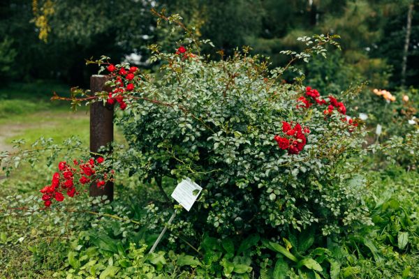 Cost of Rose Bush Removal in Camas