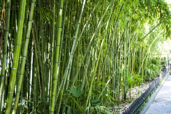 Cost of Bamboo Root Removal in Camas