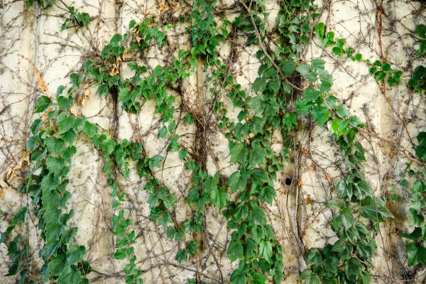 Cost of Vine Removal Service in Camas