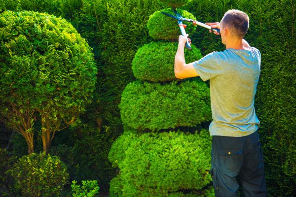 Cost of Topiary Shaping in Camas