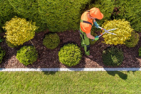 Cost of Topiary Trimming in Camas