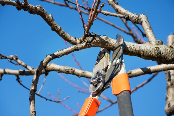 Cost of Selective Pruning in Camas