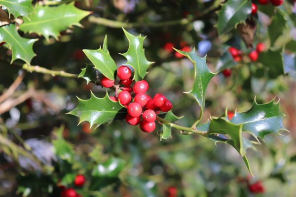 Cost of Holly Tree Trimming in Camas