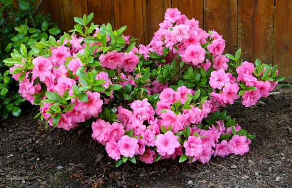 Cost of Azaleas Removal in Camas