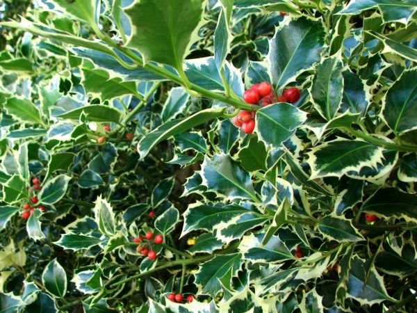 Cost of Holly Bushes Trimming in Camas