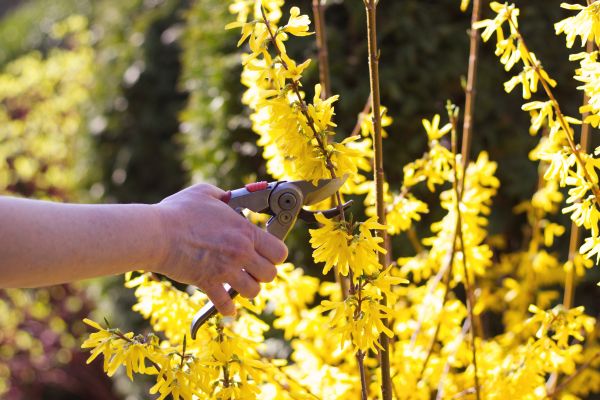 Forsythia Pruning in Camas