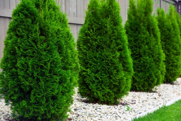 Cost of Arborvitae Removal in Camas