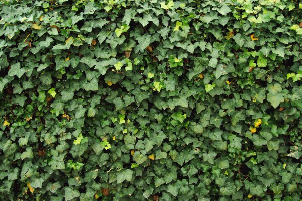 Cost of Ivy Pruning service in Camas