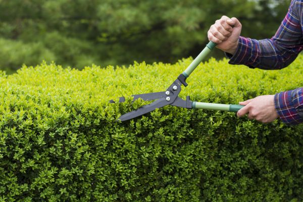 Cost of Evergreen Shrub Pruning in Camas