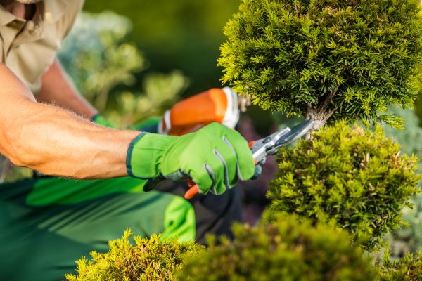 Cost of Landscape Pruning Service in Camas
