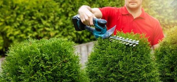 Cost of Hedge Shaping Service in Camas