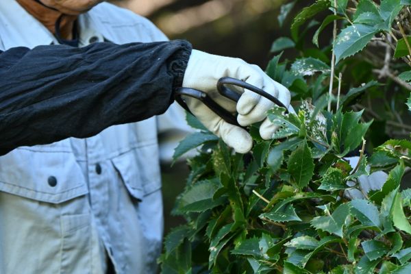 Holly Pruning in Camas