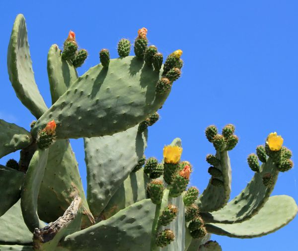 Cost of Cactus Removal in Camas