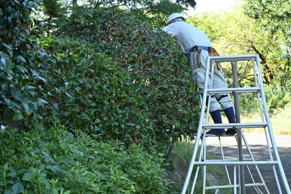 Holly Tree Pruning