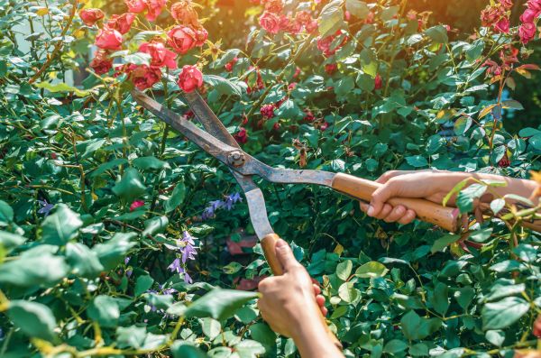 Knockout Roses Pruning in Camas