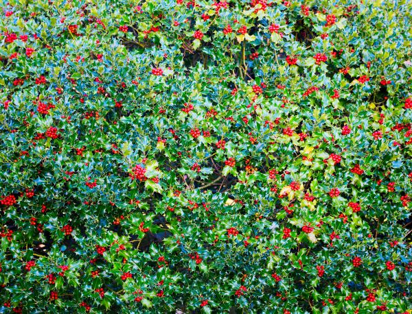 Cost of Holly Bush Removal in Camas