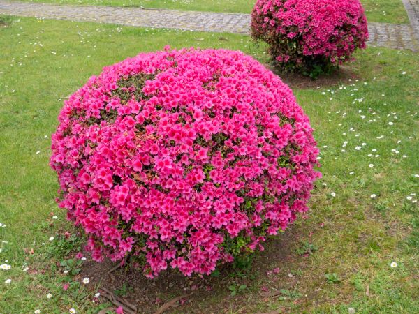 Cost of Rhododendron Pruning in Camas