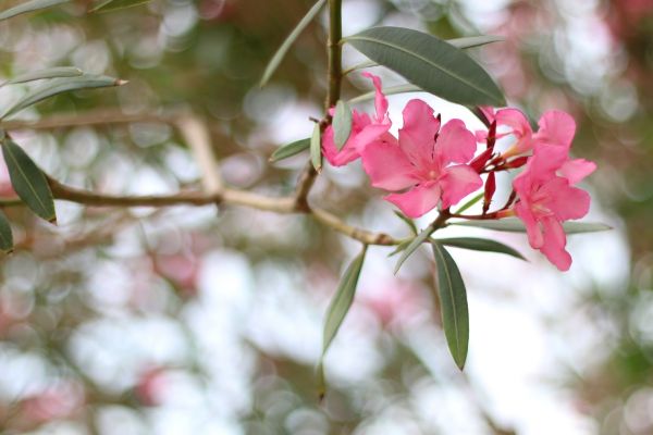 Cost of Oleander Removal in Camas