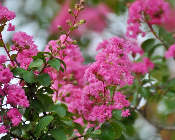 Cost of Crepe Myrtle Removal in Camas