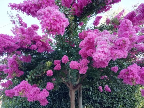 Cost of Crape Myrtle Pruning in Camas
