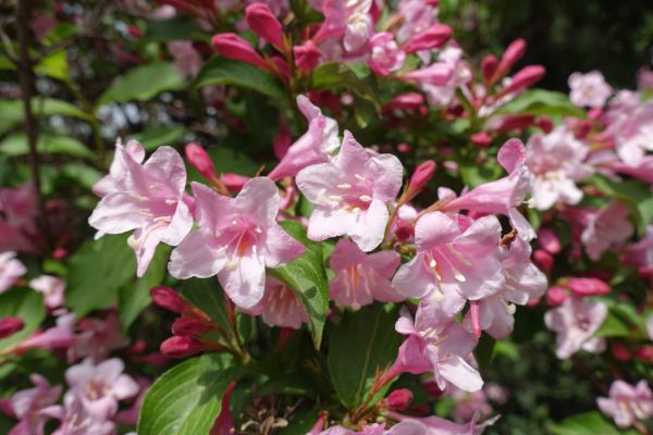 Cost of Weigela Pruning Service in Camas