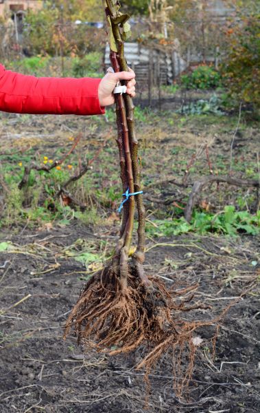 Cost of Shrub Root Removal in Camas