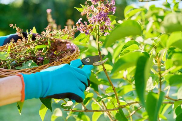 Cost of Lilac Trimming Service in Camas