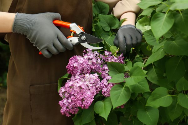 Cost of Lilac Pruning Service in Camas