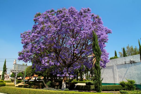 Cost of Jacaranda Pruning in Camas