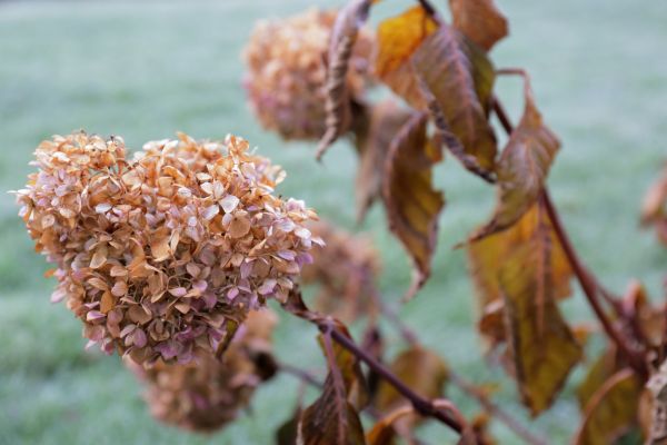 Cost of Hydrangea Removal in Camas