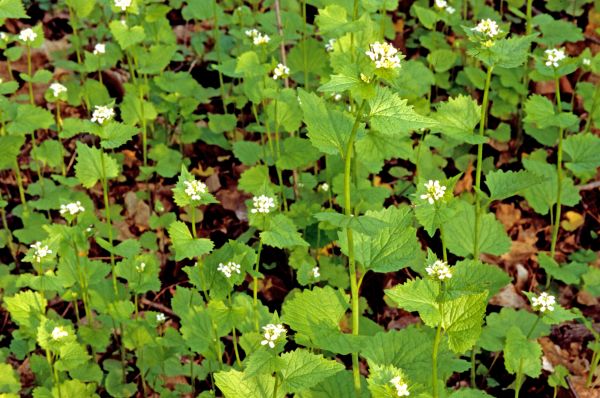 Cost of Garlic Mustard Removal in Camas