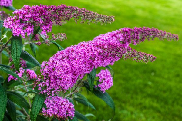 Cost of Butterfly Bush Removal in Camas