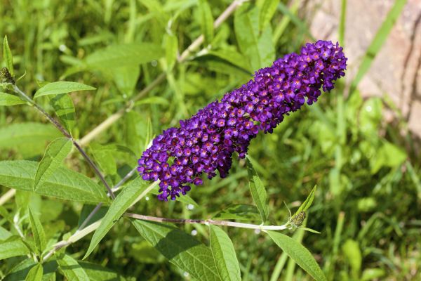 Butterfly Bush Pruning in Camas