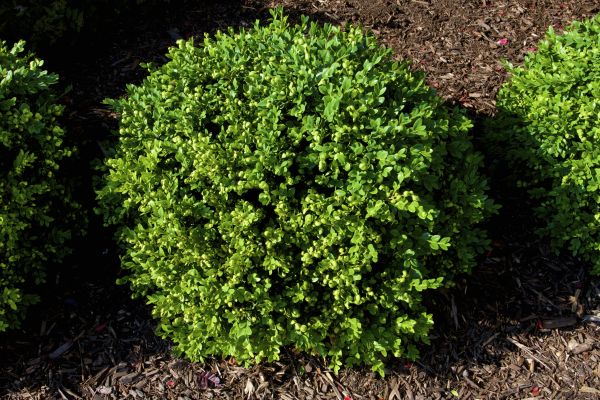 Cost of Boxwood Removal in Camas
