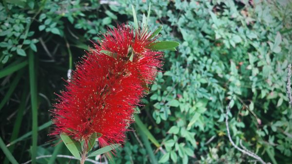 Cost of Bottlebrush Pruning in Camas